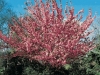 Prunus Serrulata kansan 
